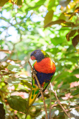 Parrots, Loro Park, Tenerife