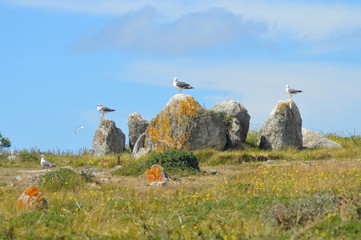 mouette