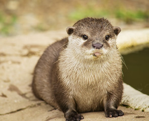 Otter