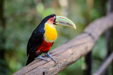 Toucan, National park Iguazu, Brazil
