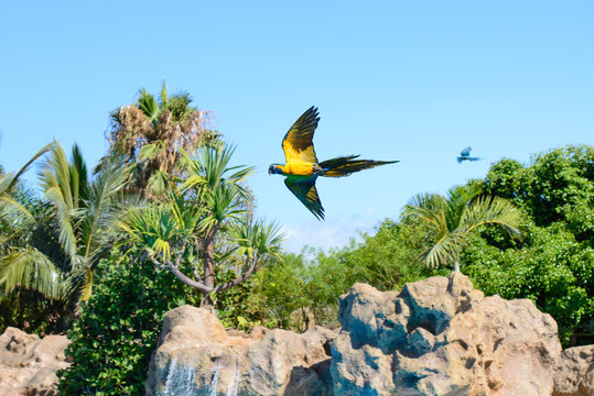 Parrots, Loro Park, Tenerife