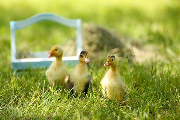 Little cute ducklings on green grass, outdoors