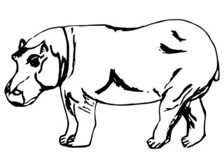 hippopotamus