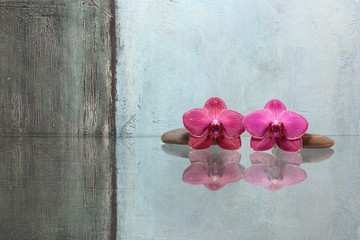 Zwei Orchideenblüten