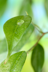 Water drops on fresh green leaves, on bright background