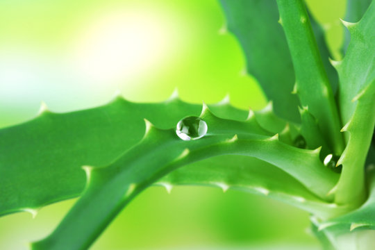 Water drops on fresh green aloe plant, on bright background