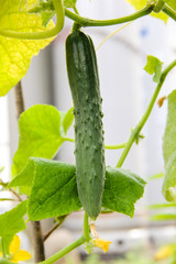 cucumbers on tree