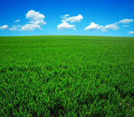 Obraz premium green field