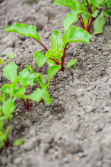 Beetroots sprouts