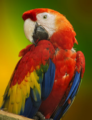 Macaw parrot