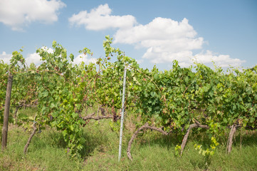 Fototapeta na wymiar tuscany vineyard