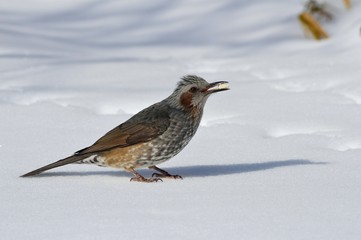 雪の上にヒヨドリ
