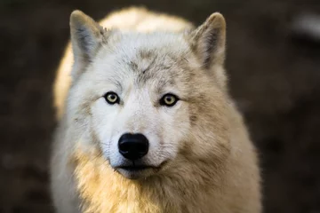 No drill light filtering roller blinds Wolf Portrait of Arctic wolf (Canis lupus arctos)