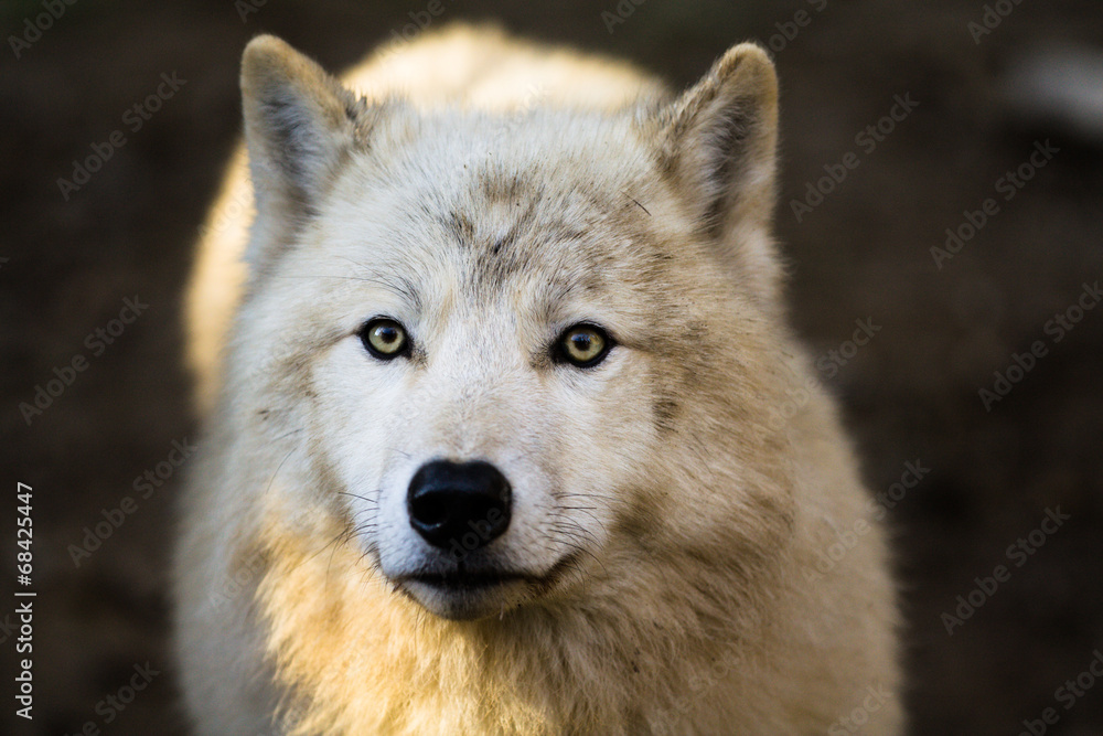 Wall mural Portrait of Arctic wolf (Canis lupus arctos)