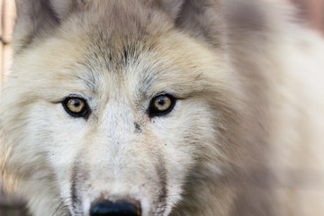 Portrait of Arctic wolf (Canis lupus arctos)