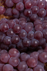 ブドウ　デラウェア