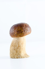 boletus  mushroom isolated on white background