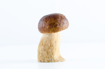 boletus  mushroom isolated on white background