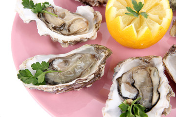 Oysters close-up