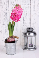 Pink hyacinth in bucket with decorative lantern