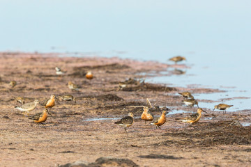 Flock of wading birds
