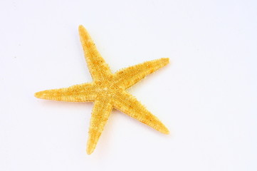 Fototapeta na wymiar étoile de mer orange,isolé sur fond blanc