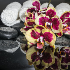 Obraz na płótnie Canvas Beautiful Spa concept of zen stones, blooming twig orchid, phala