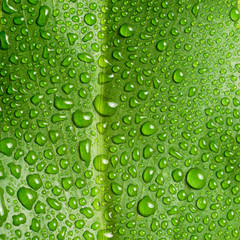 Fototapeta na wymiar Beautiful large green leaf with drops of water on a black backgr