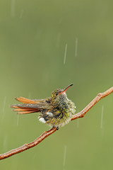 Hummingbird in the Rain