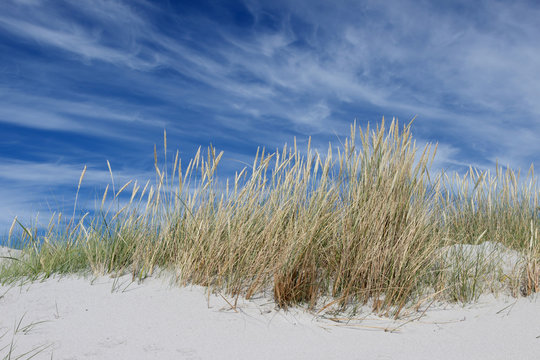 Strandhafer vor blauem Himmel