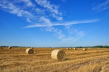 Field after the harvest, big round straw bales in the field