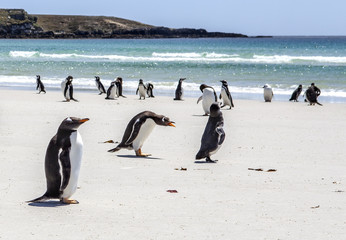 Penguins under Discussion at Falkland Islands