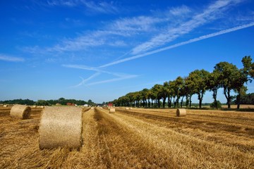 Fototapeta premium Field after the harvest, big round straw bales in the field
