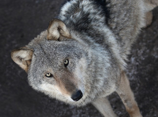 Fototapeta premium Portrait of grey wolf standing