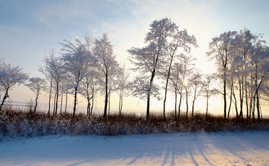 Forest with deciduous trees in winter landscape