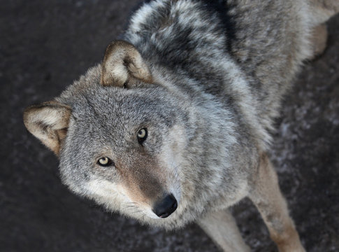Portrait of  grey wolf standing