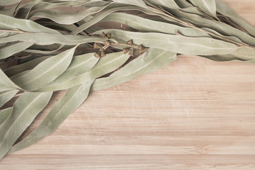 Eucalypt twigs with capsules laying on a wooden table