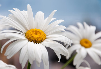 closeup of two marguerites