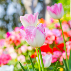 pink tulips in the garden