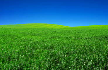 Fototapeta premium field