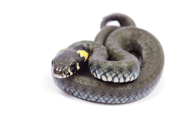 snake