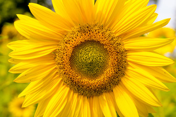 Close-up photo of a sunflower on sunlit field