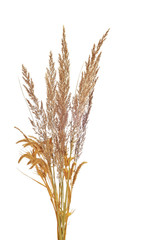 Fototapeta premium Dry grass