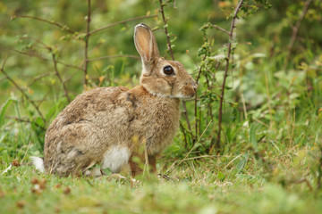 Naklejka na ściany i meble European rabbit, Common rabbit, Bunny, Oryctolagus cuniculus