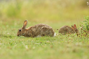 European rabbit, Common rabbit, Bunny, Oryctolagus cuniculus