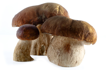 boletus  mushroom isolated on white background