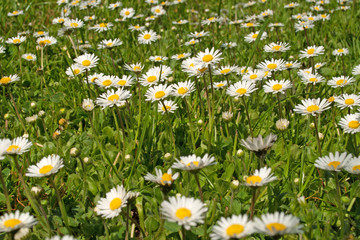 Fototapeta premium Gänseblümchen - Bellis perennis