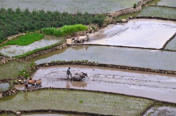 pudding of  Rice fields in India