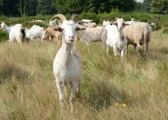 Ziegenherde in der Heide