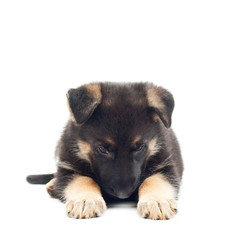 sad puppy shepherd dog on white background